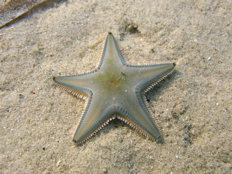 Astropecten jonstoni (Delle Chiaje, 1827)